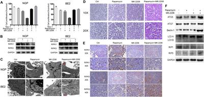 Corrigendum: Combination of rapamycin and MK-2206 induced cell death via autophagy and necroptosis in MYCN-amplified neuroblastoma cell lines